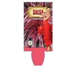 Cordyline ‘Salsa’ 7″ Pot 9 Cordyline ‘Salsa’ 7″ Pot -Planters Shop Hello hello plants Cordyline salsa melbourne australia