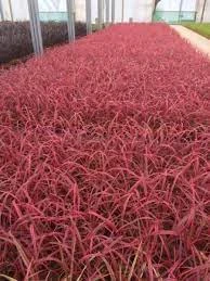 Planters Shop 5 Planters Shop -Planters Shop Hello hello plants Cordyline salsa melbourne australia 3