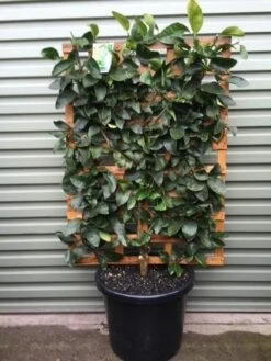 Planters Shop 27 Planters Shop -Planters Shop Hello hello plants espaliered citrus lime tahitian 40cm pot. 1 rotated 1