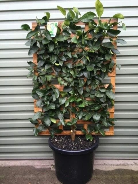 Citrus ‘Tahitian’ Lime Tree (Espaliered) 16″ Pot 4 Citrus ‘Tahitian’ Lime Tree (Espaliered) 16″ Pot - Image 2