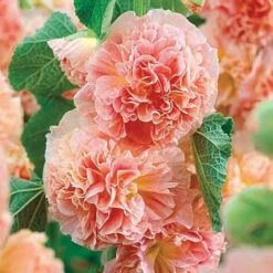 Hollyhock ‘Peaches And Dreams’ 4″ Pot