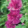 Hollyhock ‘Spring Purple’ 4″ Pot 2 Hollyhock ‘Spring Purple’ 4″ Pot -Planters Shop Hollyhock Spring Purple 1