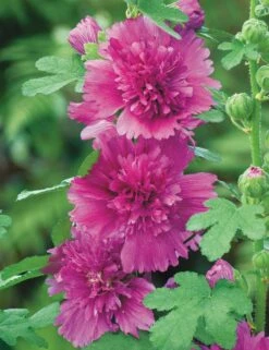 Hollyhock ‘Spring Purple’ 4″ Pot