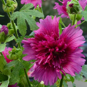Hollyhock ‘Spring Purple’ 4″ Pot 4 Hollyhock ‘Spring Purple’ 4″ Pot - Image 2