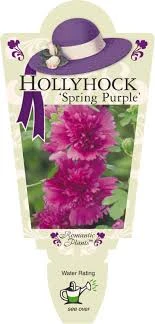 Hollyhock ‘Spring Purple’ 4″ Pot 5 Hollyhock ‘Spring Purple’ 4″ Pot - Image 3