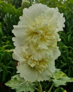 Hollyhock ‘Spring Lemon’ 4″ Pot 11 Hollyhock ‘Spring Lemon’ 4″ Pot -Planters Shop Hollyhock ‘Spring Lemon 4″ Pot Main Photo