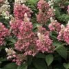 Hydrangea ‘Candlelight®’ 2 Hydrangea ‘Candlelight®’ -Planters Shop Hydrangea paniculata Candlelight