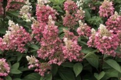 Hydrangea ‘Candlelight®’