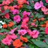 Impatiens ‘Dazzler® Mix’ 4″ Pot -Planters Shop Impatiens walleriana Dazzler Mix flowering