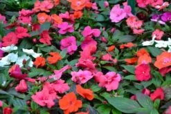 Impatiens ‘Dazzler® Mix’ 4″ Pot