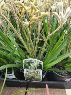 Anigozanthos ‘Bush Diamond™’ Kangaroo Paw 6″ Pot 9 Anigozanthos ‘Bush Diamond™’ Kangaroo Paw 6″ Pot -Planters Shop Kangaroo Par Bush Diamond
