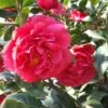Camellia ‘Kramer’s Supreme’ 1 Camellia ‘Kramer’s Supreme’ -Planters Shop Kramers Supreme