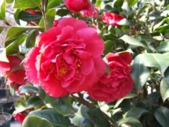Camellia ‘Kramer’s Supreme’