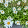 Leucanthemum ‘Shasta Daisy’ 2 Leucanthemum ‘Shasta Daisy’ -Planters Shop Leucanthemum Shasta Daisy