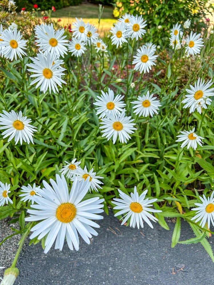Leucanthemum ‘Shasta Daisy’ 3 Leucanthemum ‘Shasta Daisy’