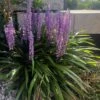 Liriope ‘Summer Beauty’ 1 Liriope ‘Summer Beauty’ -Planters Shop Lirope muscari Summer Beauty Flowering scaled 1