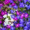 Lobelia ‘Mix’ 4″ Pot 2 Lobelia ‘Mix’ 4″ Pot -Planters Shop Lobelia Poetry Mix Matted Lobelia