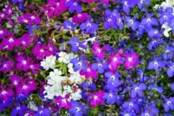 Lobelia ‘Mix’ 4″ Pot