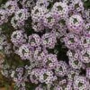 Lobularia ‘Blushing Princess’ Sweet Alyssum 6″ Pot -Planters Shop Lobularia Blushing Princess Sweet Alyssum 1