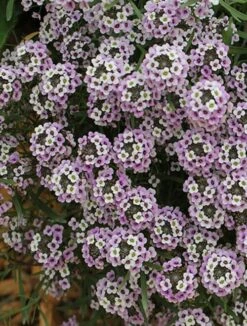 Lobularia ‘Blushing Princess’ Sweet Alyssum 6″ Pot