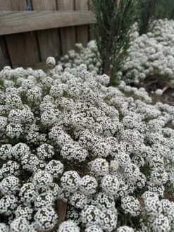 Lobularia ‘Snow Princess’ Sweet Alyssum 6″ Pot -Planters Shop Lobularia ‘Snow Princess Sweet Alyssum scaled 1