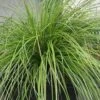 Lomandra Highlight™ ‘Olive Green’ 6″ Pot 1 Lomandra Highlight™ ‘Olive Green’ 6″ Pot -Planters Shop Lomandra Highlight Olive Green