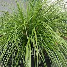 Lomandra Highlight™ ‘Olive Green’ 6″ Pot