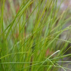 Lomandra ‘Lime Wave’ 6″ Pot 10 Lomandra ‘Lime Wave’ 6″ Pot -Planters Shop Lomandra Lime Wave 1
