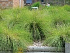 Lomandra ‘Lime Wave’ 6″ Pot 11 Lomandra ‘Lime Wave’ 6″ Pot -Planters Shop Lomandra Lime Wave 2