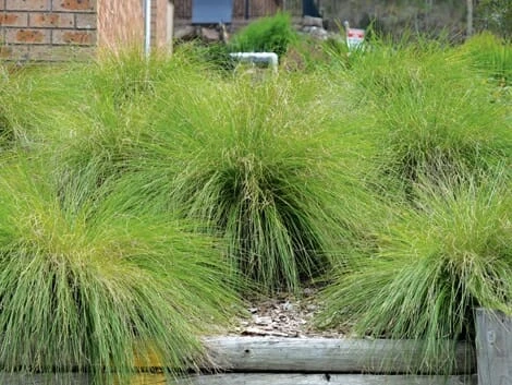 Lomandra ‘Lime Wave’ 6″ Pot 7 Lomandra ‘Lime Wave’ 6″ Pot - Image 5