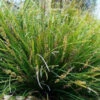 Lomandra ‘Lime Wave’ 6″ Pot 1 Lomandra ‘Lime Wave’ 6″ Pot -Planters Shop Lomandra Lime Wave 3