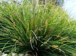 Lomandra ‘Lime Wave’ 6″ Pot