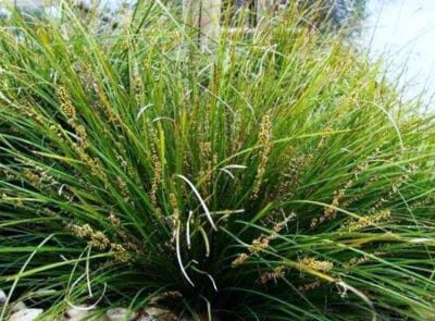 Lomandra ‘Lime Wave’ 6″ Pot 3 Lomandra ‘Lime Wave’ 6″ Pot