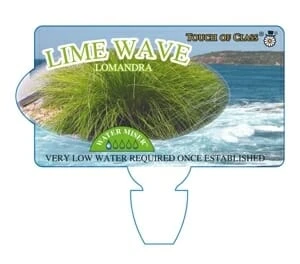 Lomandra ‘Lime Wave’ 6″ Pot 5 Lomandra ‘Lime Wave’ 6″ Pot - Image 3