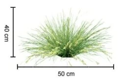 Lomandra ‘Shara™’ -Planters Shop Lomandra Shara 3