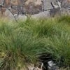 Lomandra ‘Misty Green’ PBR 6″ Pot 1 Lomandra ‘Misty Green’ PBR 6″ Pot -Planters Shop Lomandra confertifolia misty green