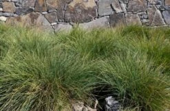 Lomandra ‘Misty Green’ PBR 6″ Pot