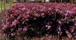 Loropetalum ‘Bobz Pink’