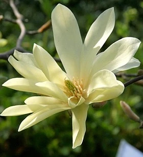 Magnolia ‘Gold Star’ 4 Magnolia ‘Gold Star’ - Image 2