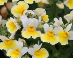 Nemesia ‘Banana Split’ 6″ Pot -Planters Shop Nemesia Banana Split 1