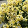 Nemesia ‘Banana Split’ 6″ Pot 1 Nemesia ‘Banana Split’ 6″ Pot -Planters Shop Nemesia Banana Split 2