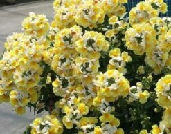 Nemesia ‘Banana Split’ 6″ Pot