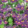 Nemesia ‘Bumbleberry’ 6″ Pot 1 Nemesia ‘Bumbleberry’ 6″ Pot -Planters Shop Nemesia Bumbleberry 1
