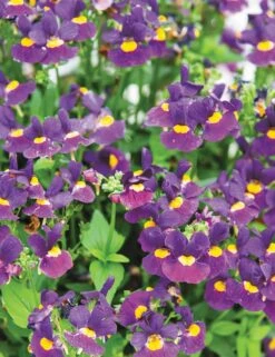 Nemesia ‘Bumbleberry’ 6″ Pot