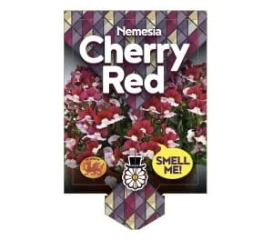 Nemesia ‘Cherry Red’ 6″ Pot 5 Nemesia ‘Cherry Red’ 6″ Pot - Image 3