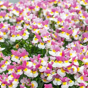 Nemesia ‘Coconut Ice’ 6″ Pot 5 Nemesia ‘Coconut Ice’ 6″ Pot - Image 3