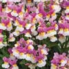 Nemesia ‘Coconut Ice’ 6″ Pot 2 Nemesia ‘Coconut Ice’ 6″ Pot -Planters Shop Nemesia Coconut Ice 2