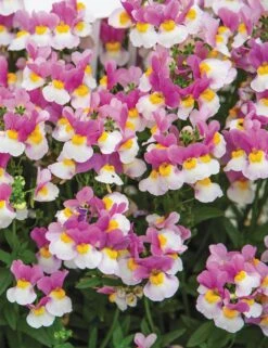 Nemesia ‘Coconut Ice’ 6″ Pot