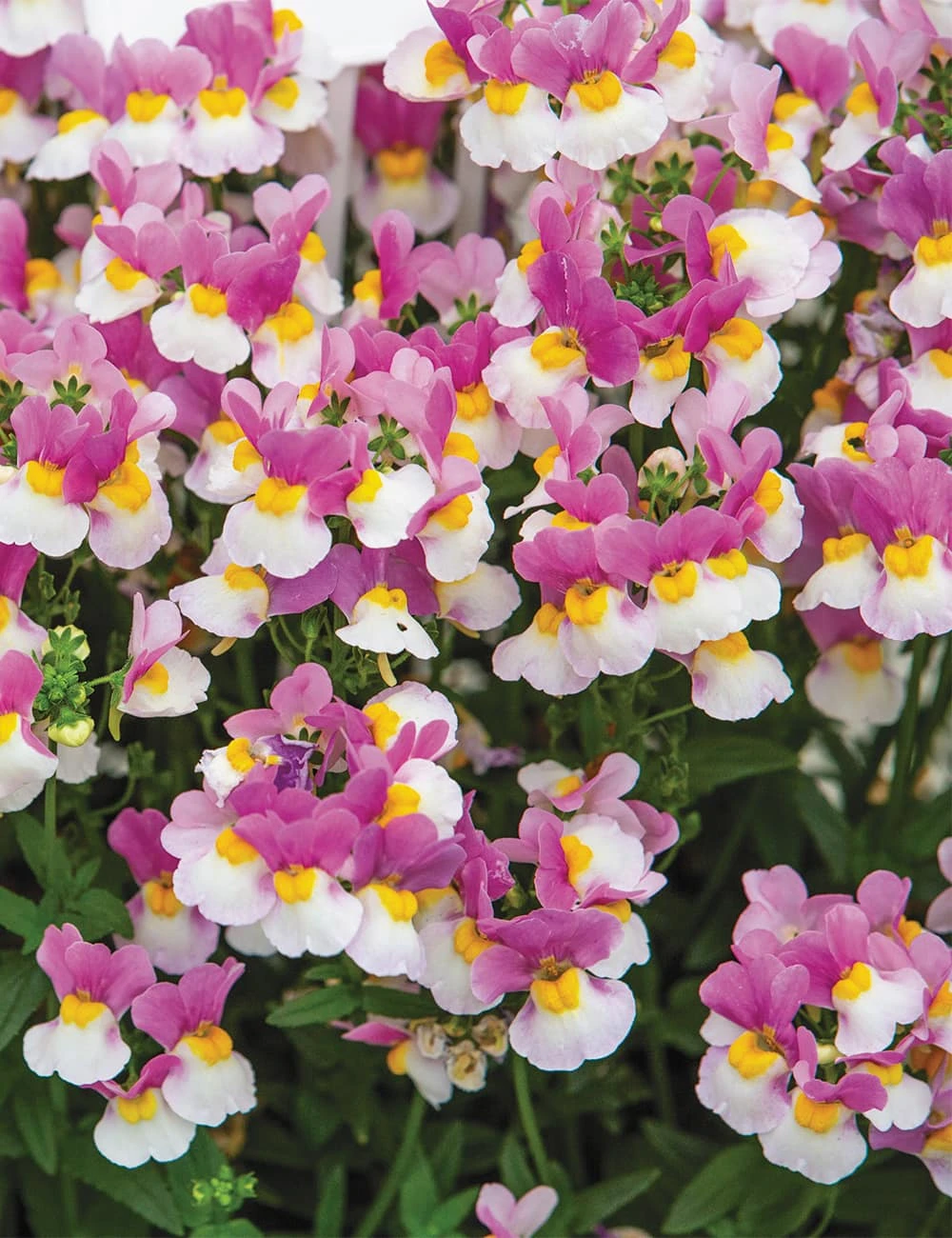 Nemesia ‘Coconut Ice’ 6″ Pot 3 Nemesia ‘Coconut Ice’ 6″ Pot