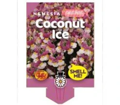 Nemesia ‘Coconut Ice’ 6″ Pot 9 Nemesia ‘Coconut Ice’ 6″ Pot -Planters Shop Nemesia Coconut Ice
